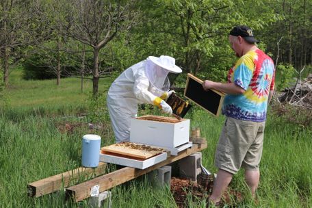 Working with the bees